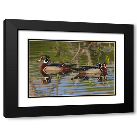 Male wood ducks-Kentucky Black Modern Wood Framed Art Print with Double Matting by Jones, Adam
