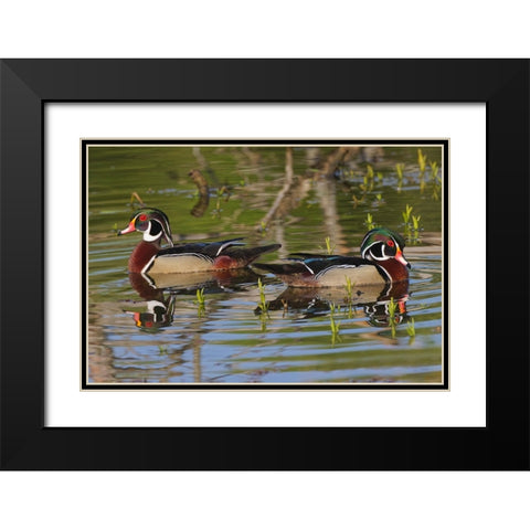 Male wood ducks-Kentucky Black Modern Wood Framed Art Print with Double Matting by Jones, Adam