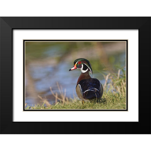 Male-wood Duck-Kentucky Black Modern Wood Framed Art Print with Double Matting by Jones, Adam