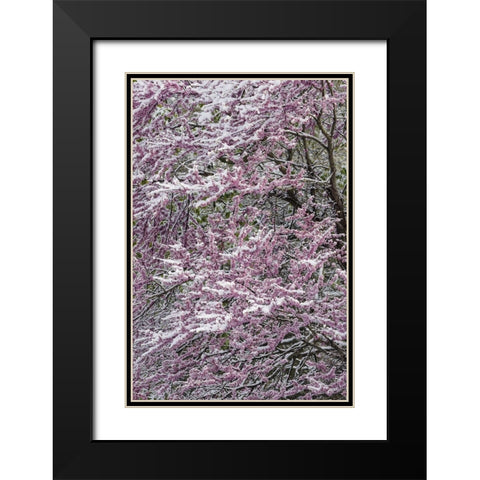 Light snow on Eastern redbud tree in early spring-Louisville-Kentucky Black Modern Wood Framed Art Print with Double Matting by Jones, Adam