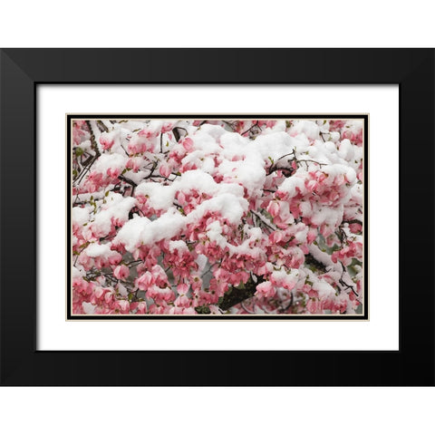 Light snow on pink dogwood tree in early spring-Louisville-Kentucky Black Modern Wood Framed Art Print with Double Matting by Jones, Adam