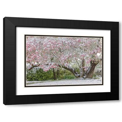 Light snow on pink dogwood tree in early spring-Louisville-Kentucky Black Modern Wood Framed Art Print with Double Matting by Jones, Adam