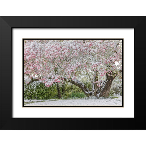 Light snow on pink dogwood tree in early spring-Louisville-Kentucky Black Modern Wood Framed Art Print with Double Matting by Jones, Adam