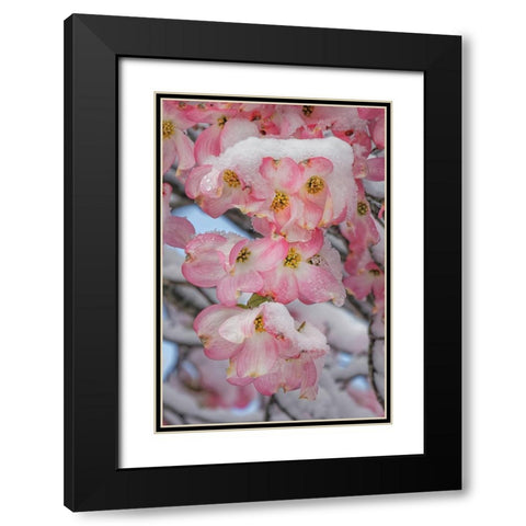 Light snow on pink dogwood tree in early spring-Louisville-Kentucky Black Modern Wood Framed Art Print with Double Matting by Jones, Adam