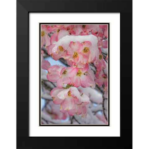 Light snow on pink dogwood tree in early spring-Louisville-Kentucky Black Modern Wood Framed Art Print with Double Matting by Jones, Adam