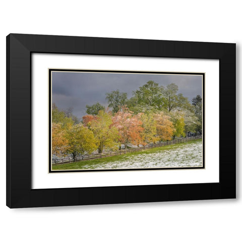 Light snow on trees in early spring-Louisville-Kentucky Black Modern Wood Framed Art Print with Double Matting by Jones, Adam