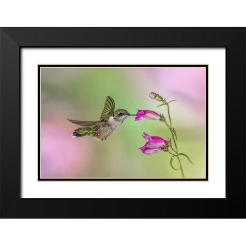 Female Ruby-throated hummingbird flying around flower-Louisville-Kentucky Black Modern Wood Framed Art Print with Double Matting by Jones, Adam