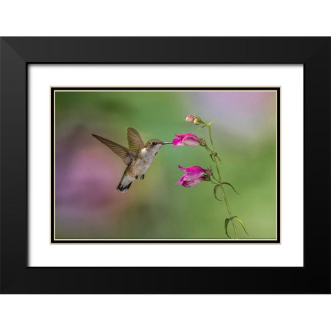 Female Ruby-throated hummingbird flying around flower-Louisville-Kentucky Black Modern Wood Framed Art Print with Double Matting by Jones, Adam