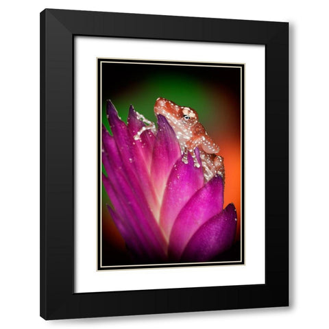 Kentucky Cinnamon tree frog on flower Black Modern Wood Framed Art Print with Double Matting by Jaynes Gallery