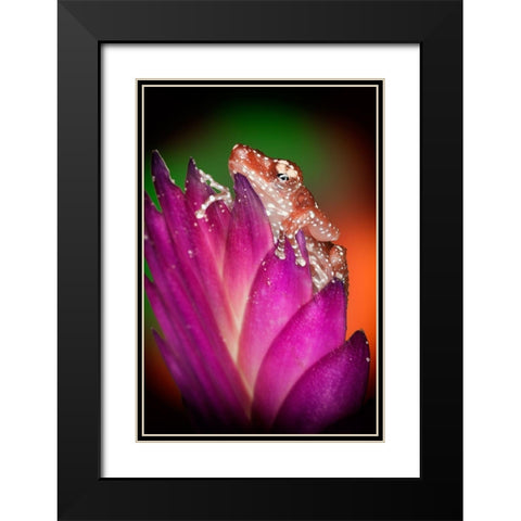 Kentucky Cinnamon tree frog on flower Black Modern Wood Framed Art Print with Double Matting by Jaynes Gallery