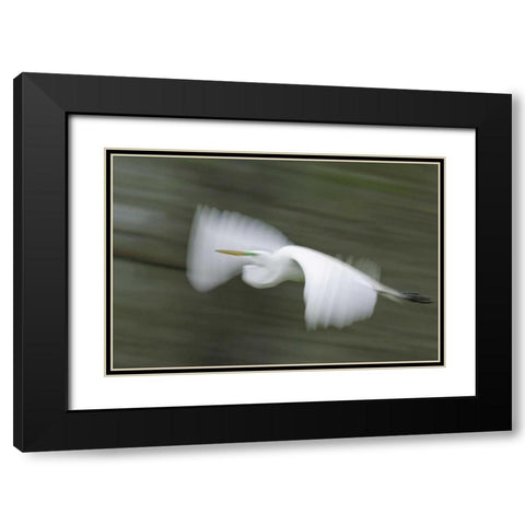 Louisiana Abstract of great egret in flight Black Modern Wood Framed Art Print with Double Matting by Morris, Arthur