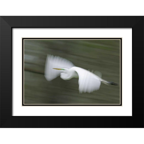 Louisiana Abstract of great egret in flight Black Modern Wood Framed Art Print with Double Matting by Morris, Arthur