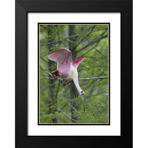 Louisiana, Roseate spoonbill stretches in a tree Black Modern Wood Framed Art Print with Double Matting by Morris, Arthur