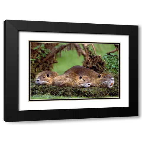 Louisiana,  Family of wild nutria resting on log Black Modern Wood Framed Art Print with Double Matting by Welling, Dave