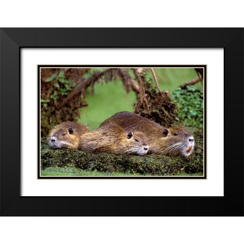 Louisiana,  Family of wild nutria resting on log Black Modern Wood Framed Art Print with Double Matting by Welling, Dave