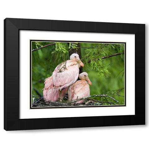 Louisiana Spoonbill chicks on their nest Black Modern Wood Framed Art Print with Double Matting by Williams, Joanne
