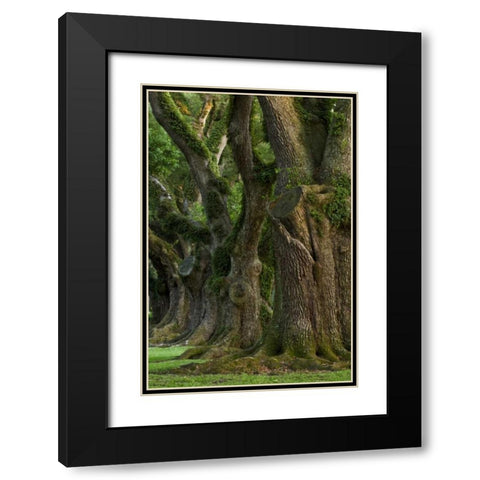 Louisiana, Vacherie A line of old oak trees Black Modern Wood Framed Art Print with Double Matting by Kaveney, Wendy