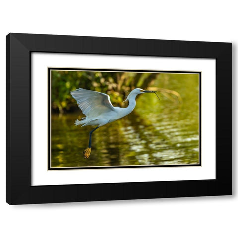 Louisiana-Jefferson Island Flying snowy egret brings stick to build nest Black Modern Wood Framed Art Print with Double Matting by Jaynes Gallery