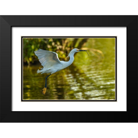 Louisiana-Jefferson Island Flying snowy egret brings stick to build nest Black Modern Wood Framed Art Print with Double Matting by Jaynes Gallery