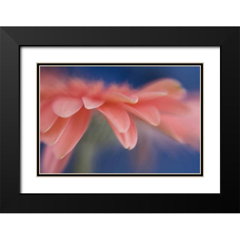Maine, Harpswell Abstract of pink gerbera flower Black Modern Wood Framed Art Print with Double Matting by Clemons, Kathleen