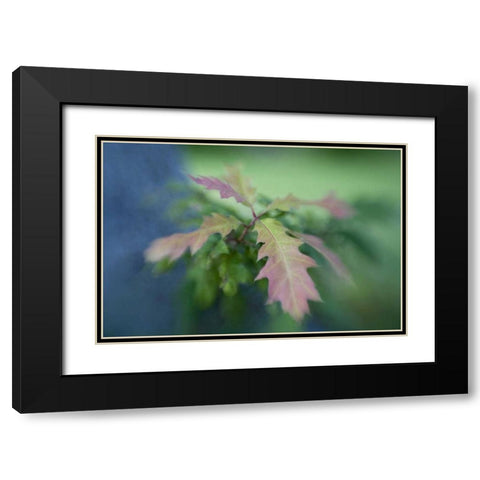 Maine, Harpswell Oak leaves in early autumn Black Modern Wood Framed Art Print with Double Matting by Clemons, Kathleen