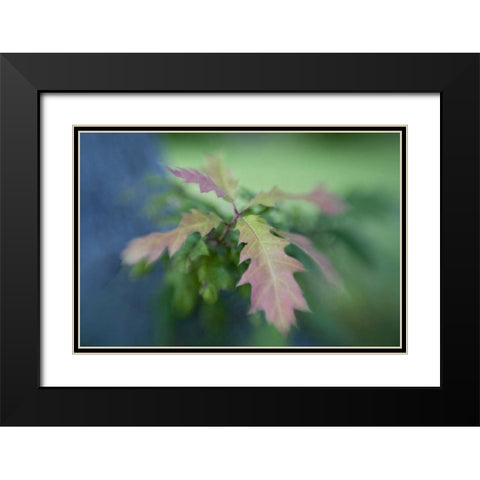 Maine, Harpswell Oak leaves in early autumn Black Modern Wood Framed Art Print with Double Matting by Clemons, Kathleen