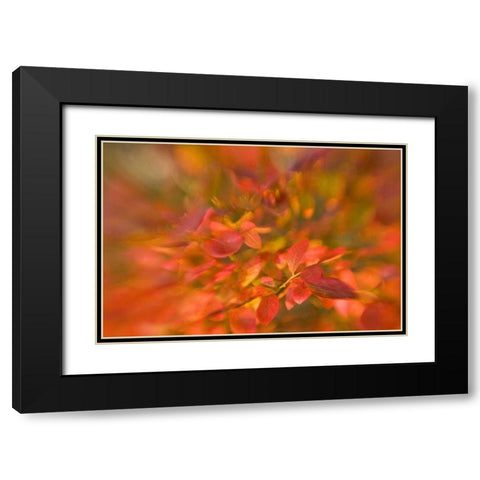 ME, Harpswell Impressionistic autumn foliage Black Modern Wood Framed Art Print with Double Matting by Clemons, Kathleen