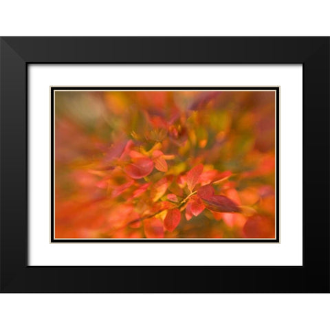 ME, Harpswell Impressionistic autumn foliage Black Modern Wood Framed Art Print with Double Matting by Clemons, Kathleen