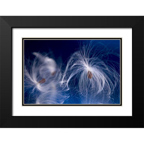 Maine, Harpswell Milkweed seeds on a mirror Black Modern Wood Framed Art Print with Double Matting by Clemons, Kathleen