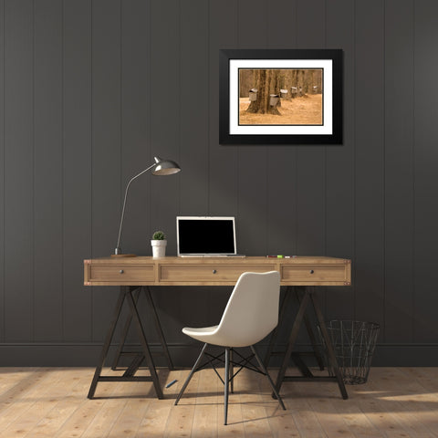Maine, Harpswell Tapping maple trees Black Modern Wood Framed Art Print with Double Matting by Clemons, Kathleen