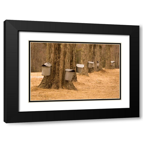 Maine, Harpswell Tapping maple trees Black Modern Wood Framed Art Print with Double Matting by Clemons, Kathleen