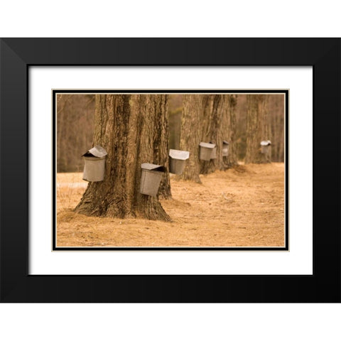 Maine, Harpswell Tapping maple trees Black Modern Wood Framed Art Print with Double Matting by Clemons, Kathleen