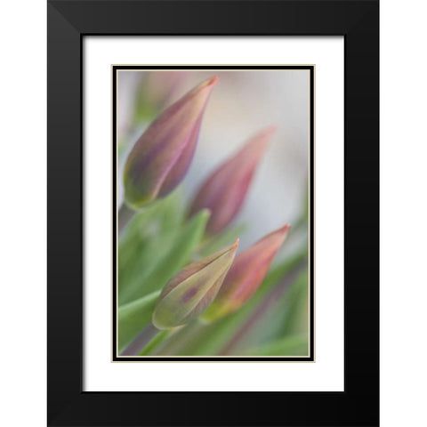 ME, Harpswell Tulip buds in a flower garden Black Modern Wood Framed Art Print with Double Matting by Clemons, Kathleen