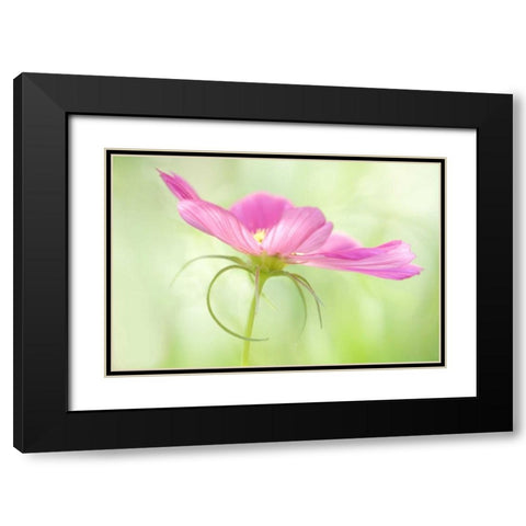 USA, Maine, Harpswell Close-up of a pink cosmos Black Modern Wood Framed Art Print with Double Matting by Clemons, Kathleen