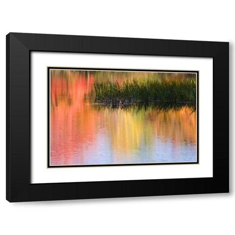 ME, South Paris Grasses growing in water in fall Black Modern Wood Framed Art Print with Double Matting by Kaveney, Wendy