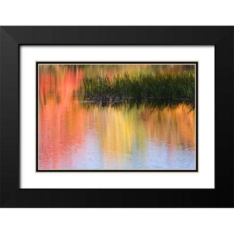 ME, South Paris Grasses growing in water in fall Black Modern Wood Framed Art Print with Double Matting by Kaveney, Wendy