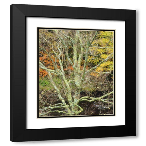 Maine, Acadia NP Lichen-covered tree by a stream Black Modern Wood Framed Art Print with Double Matting by Talbot Frank, Christopher
