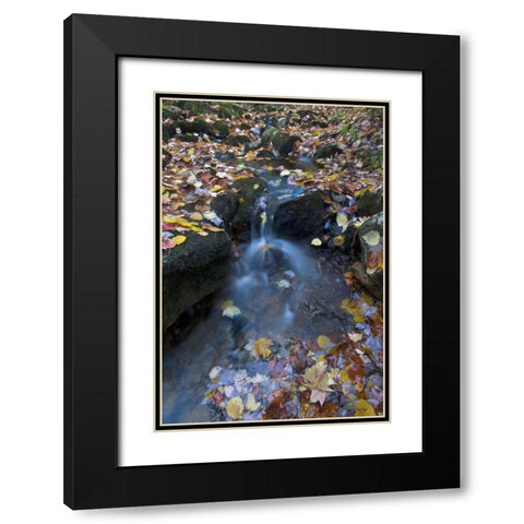 USA, Maine, Acadia NP Fallen leaves on stream Black Modern Wood Framed Art Print with Double Matting by Rotenberg, Nancy