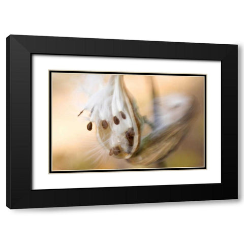 Maine, Harpswell Milkweed seeds in autumn Black Modern Wood Framed Art Print with Double Matting by Clemons, Kathleen