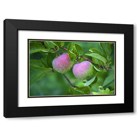 Maine, Harpswell Dew-covered apples on tree Black Modern Wood Framed Art Print with Double Matting by Clemons, Kathleen