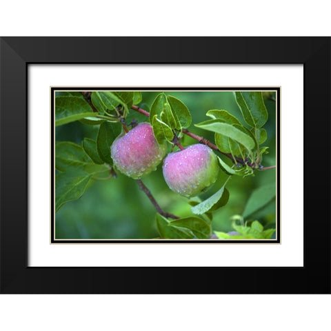 Maine, Harpswell Dew-covered apples on tree Black Modern Wood Framed Art Print with Double Matting by Clemons, Kathleen