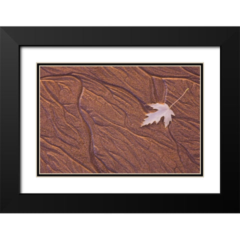 Maine, Phippsburg Leaf on Popham Beach, sunrise Black Modern Wood Framed Art Print with Double Matting by Clemons, Kathleen