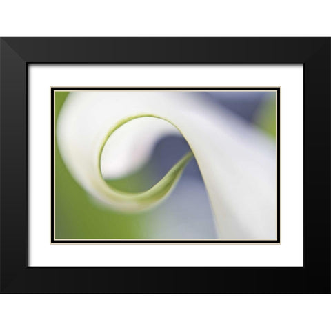 Maine, Harpswell Curled calla lily petal Black Modern Wood Framed Art Print with Double Matting by Clemons, Kathleen