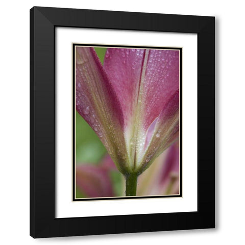 Maine, Harpswell Pink lily covered in dew Black Modern Wood Framed Art Print with Double Matting by Clemons, Kathleen