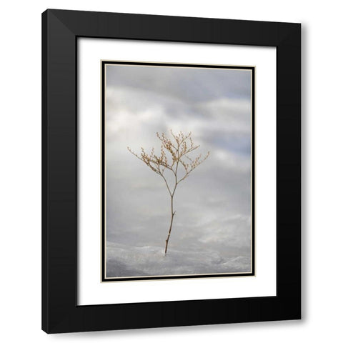 ME, Harpswell Sprig of sea lavender in ice Black Modern Wood Framed Art Print with Double Matting by Clemons, Kathleen