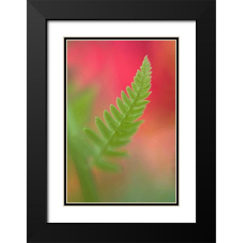 USA, Maine, Harpswell Newly-emerged fern leaf Black Modern Wood Framed Art Print with Double Matting by Clemons, Kathleen
