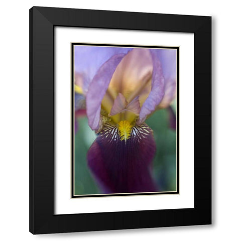 USA, Maine, Harpswell Close-up of iris flower Black Modern Wood Framed Art Print with Double Matting by Clemons, Kathleen