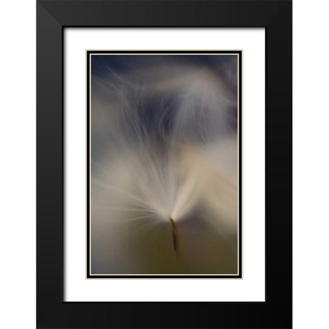 Maine, Harpswell Abstract Milkweed seeds Black Modern Wood Framed Art Print with Double Matting by Clemons, Kathleen