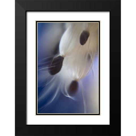 Maine, Harpswell Abstract Milkweed seeds Black Modern Wood Framed Art Print with Double Matting by Clemons, Kathleen