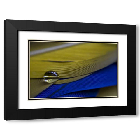 ME, Harpswell Water drop on parrot feathers Black Modern Wood Framed Art Print with Double Matting by Clemons, Kathleen